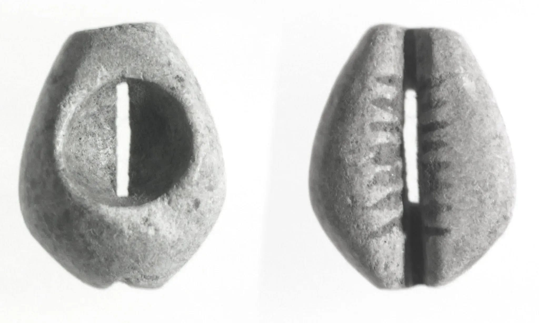 Two views of a cowrie shell used as currency, showing its smooth back and slit underside